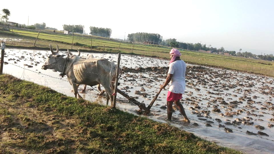 असार आधा सकिदा बाँकेमा ४५ प्रतिशत रोपाई