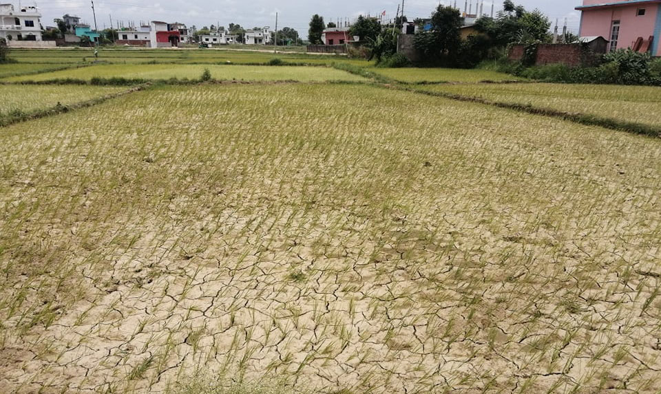 धान रोपेको खेतमा धाजा