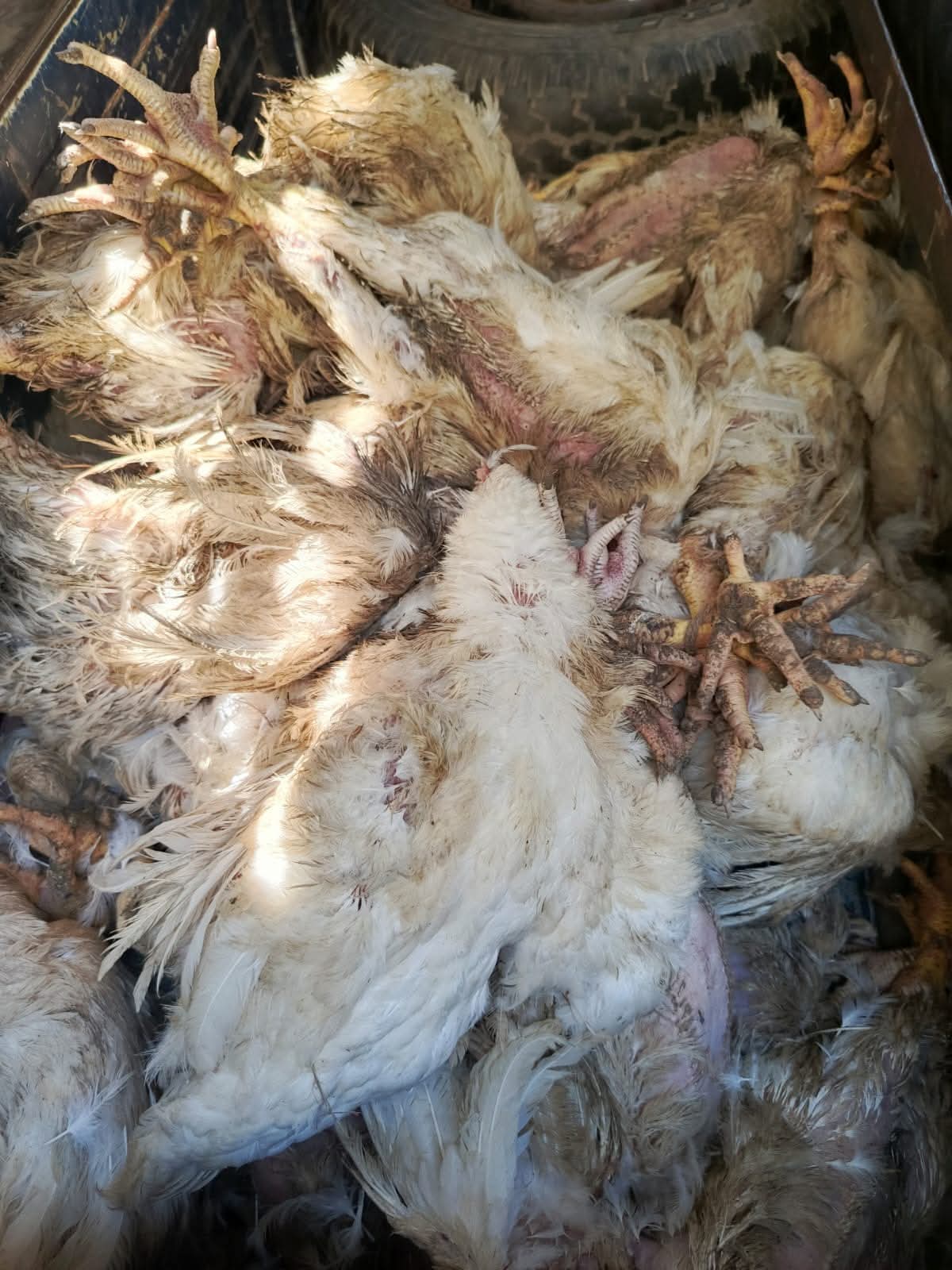 ब्राेइलर कुखुरासहित कवाडिया पक्राउ